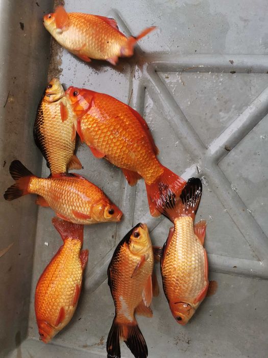 tarlak karaś koi karp koi kroczek inne lin amur tołpyga