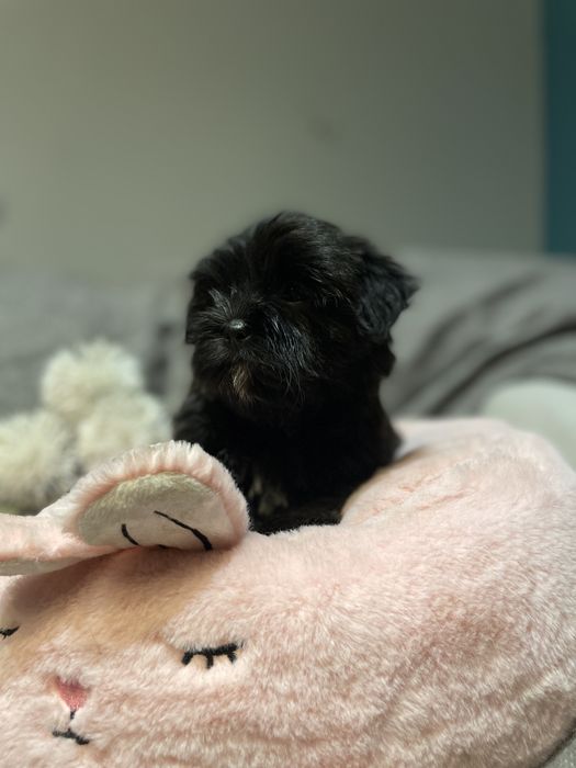 Alma- śliczna dziewczynka