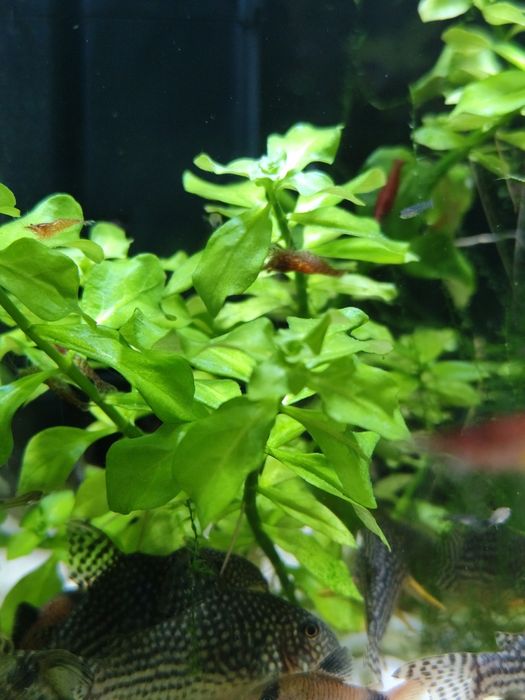 Ludwigia  żabienica mech trawa giganteria