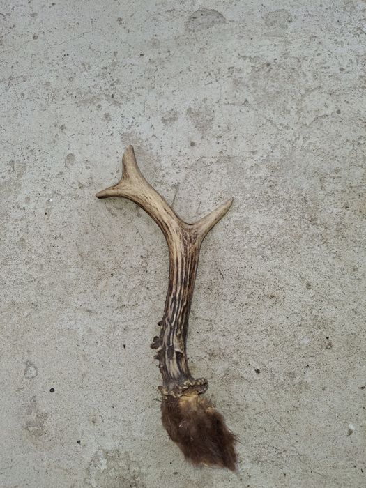 Рога  оленя чи лося