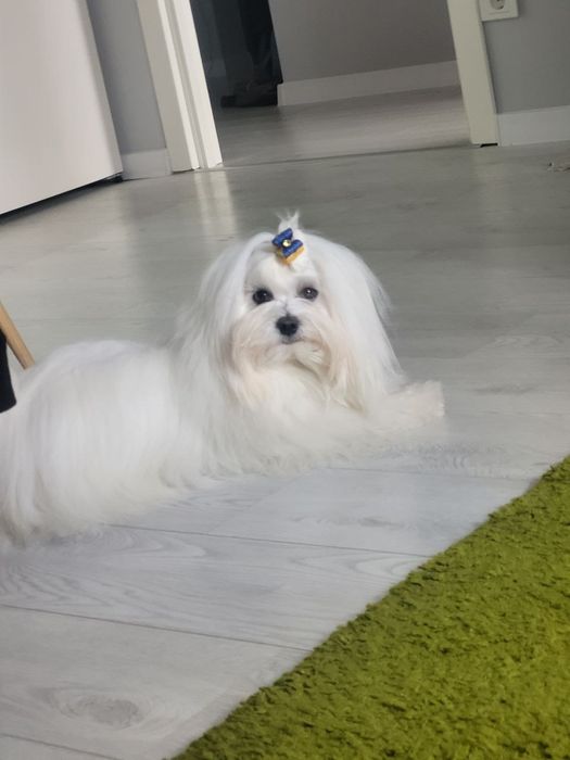 Мальчик мальтезе КСУ, готов к вязке.