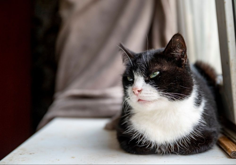 Отдам даром в добрые руки черно-белую кошечку