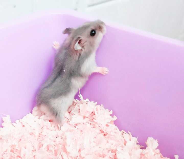 Джунгарики, хомячки, хомячата, хомяки джунгарские, карликовые, хомяк