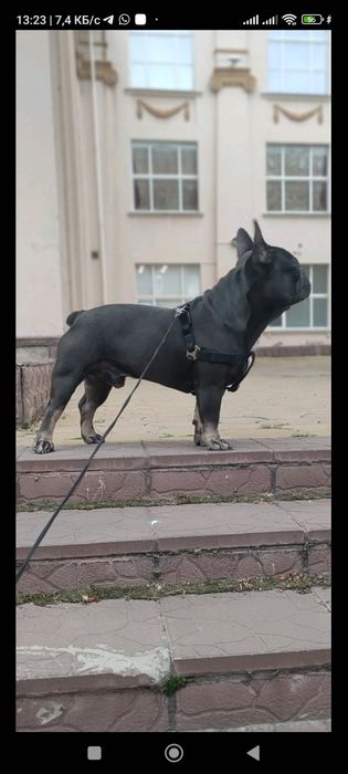 Вязка француз мальчик