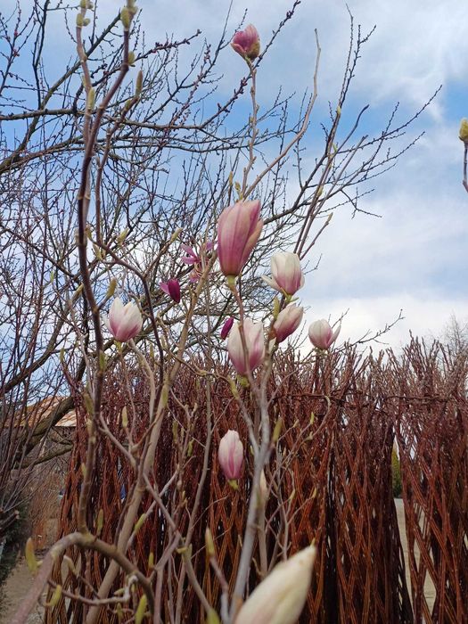 Magnolie różne odmiany klony palmowe rododendrony wierzba pleciona
