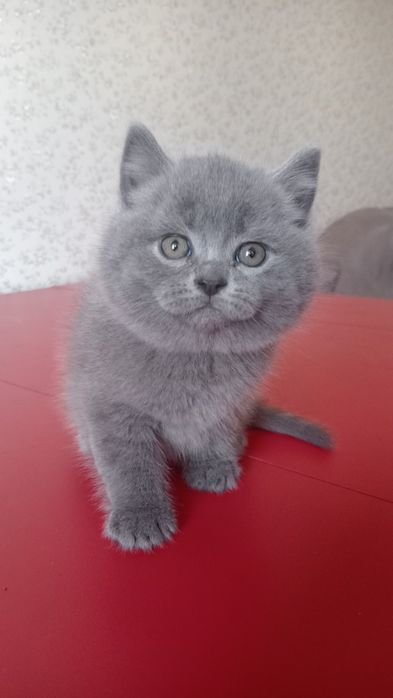 Шотландський котик страйт