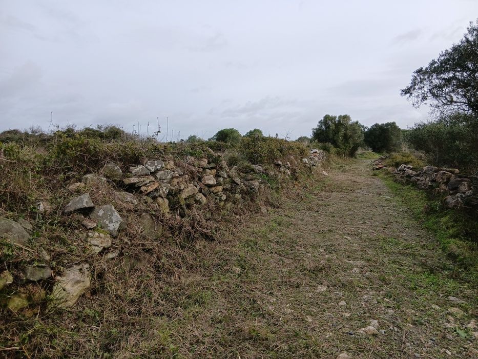 Limpeza e Manutenção de Terrenos e Jardins
