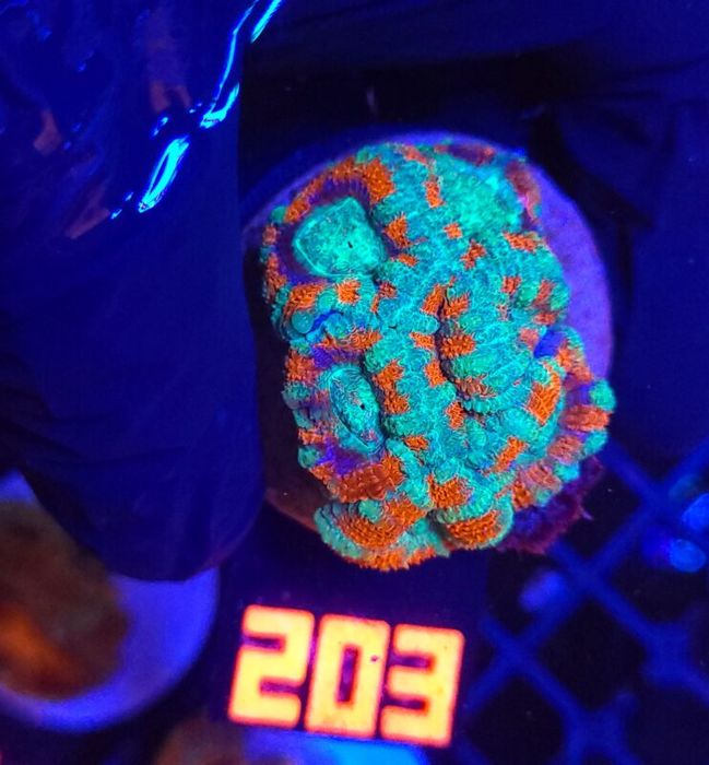 Acanthastrea lordhowensis (203) [Koralowce LPS]