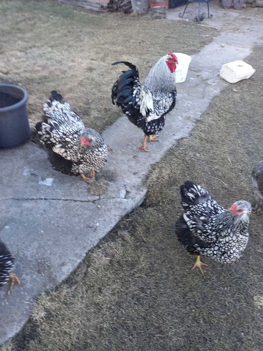 Яйця інкубаційні Віандот срібло