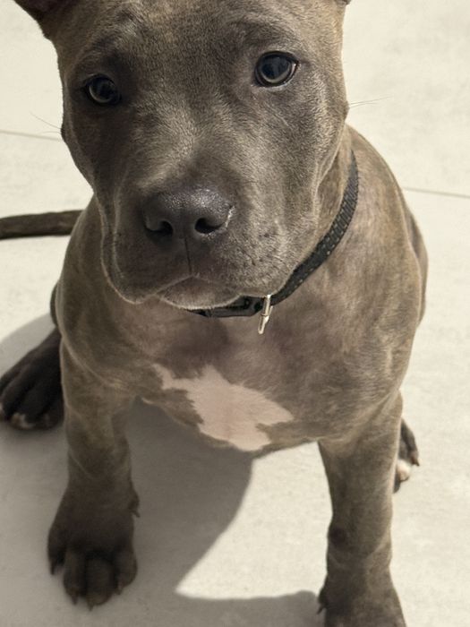 American Staffordshire Terrier