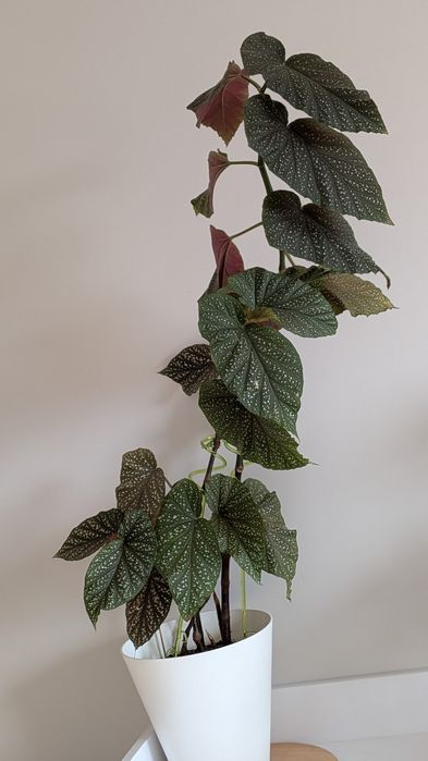 Бегонія, заміокулькас, сингоніуми різні