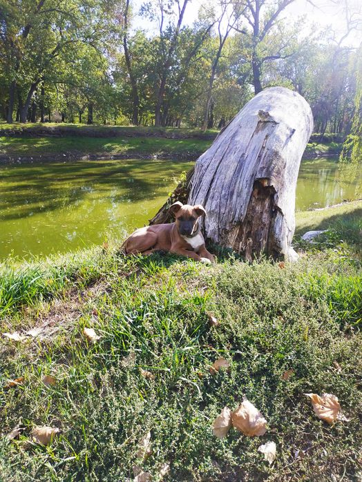 Отдам щенка - девочку 6 мес. в добрые руки.