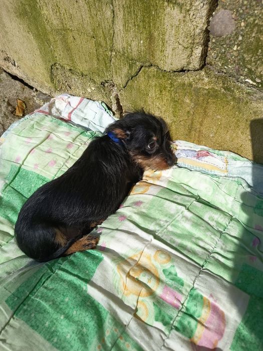 Olá  está para adoção um menino