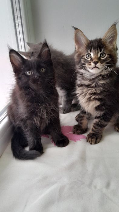 Гарні кошенята мейн кун.