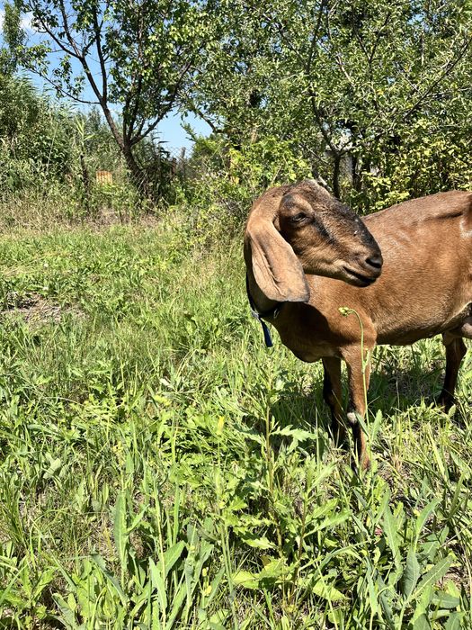 Козу англо-нубійську,нубійска з козлятами