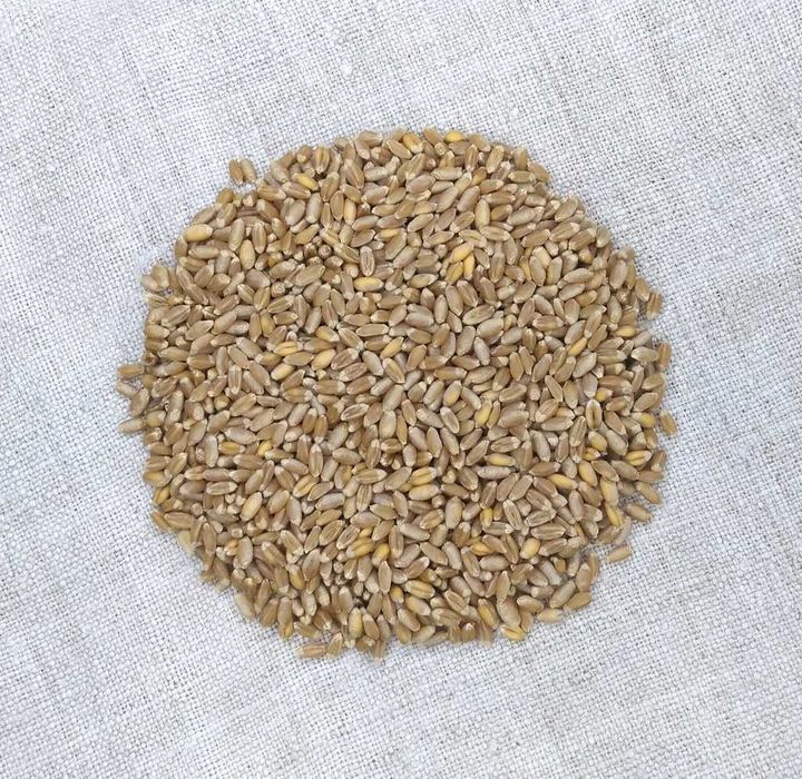 Насіння пшениці, тритикале, люпину та льону олійного