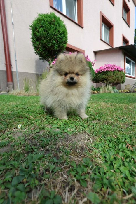 Szpic miniaturowy pomeranian z rodowodem