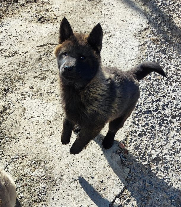 Американська акіточка