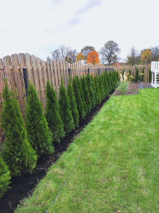 Thuja Smaragd Tuja Szmaragd super jakość 100-200 cm SADZENIE TRANSPORT Rośliny ozdobne Usługi ogrodnicze
