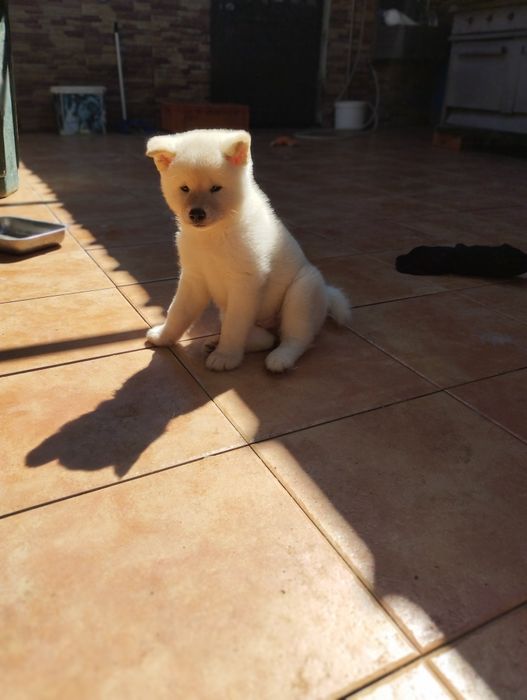 Akita inu japonês c/ lop