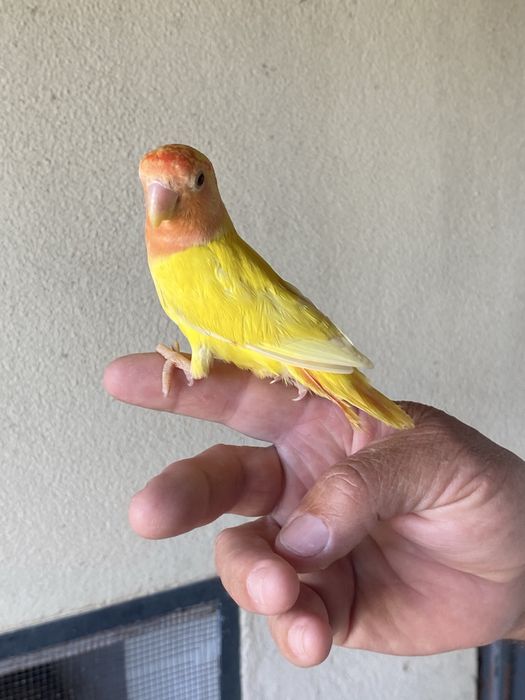 Roseicollis criados à mão