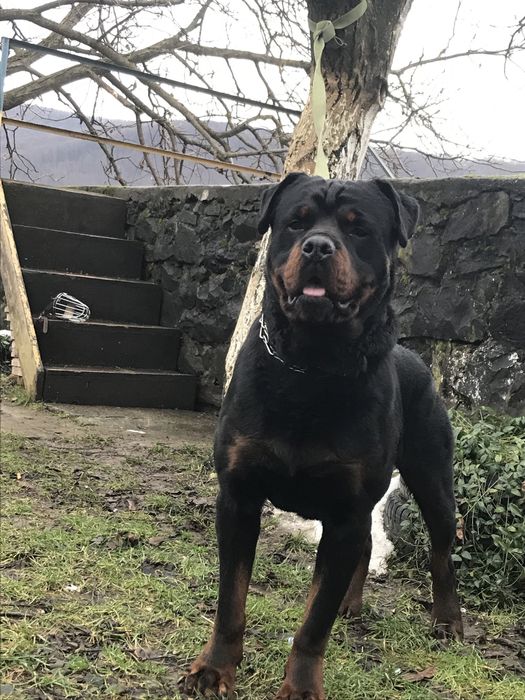 Кобель Ротвейлера для "Вязки"