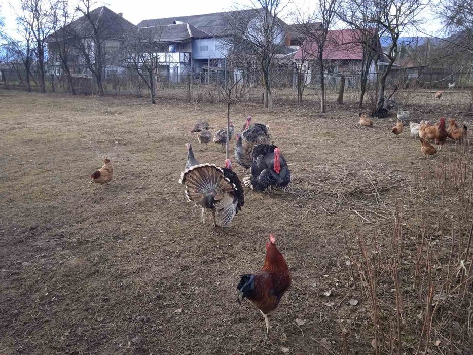 Продам індиків молодих