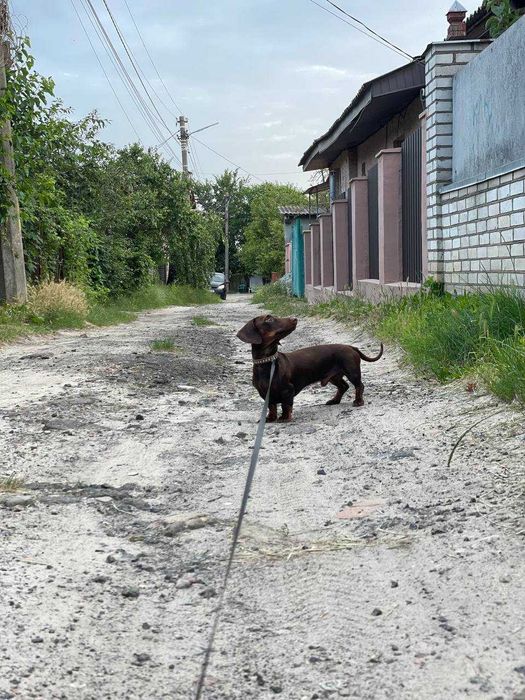 Вʼязка мініатюрна такса