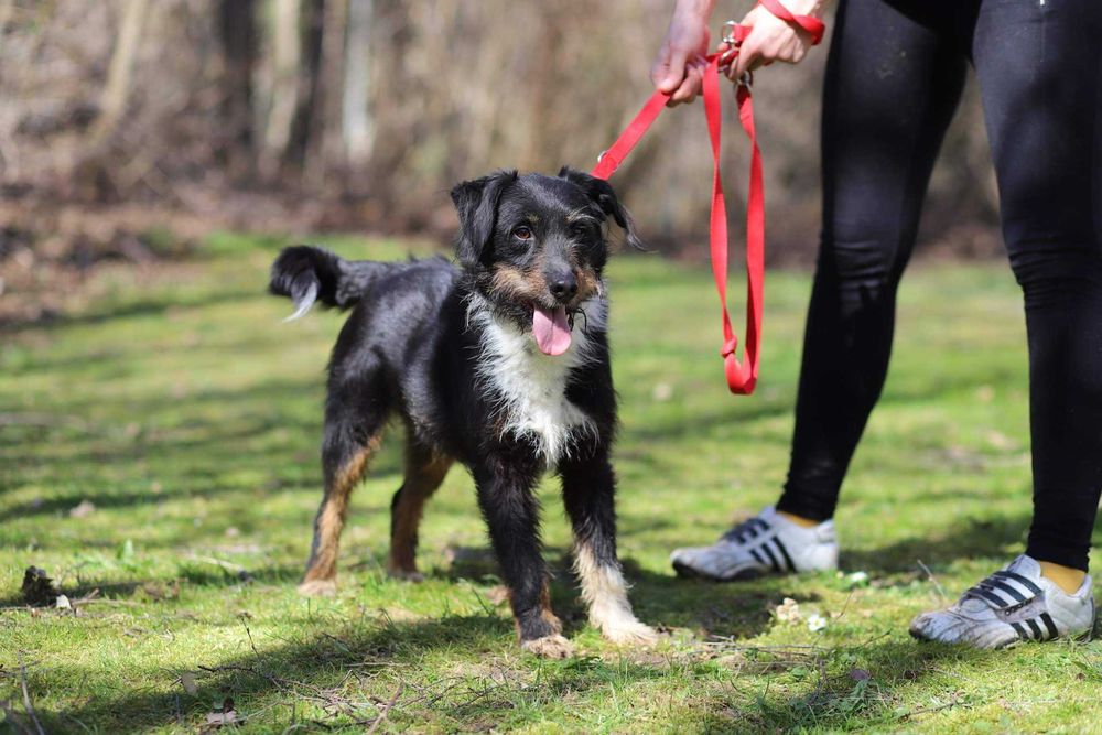 Tricolor CUDNY Rex od 2014 r w schronisku