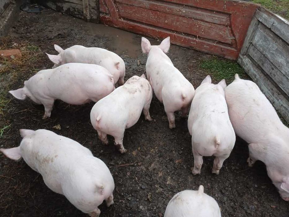 Продам поросята різних порід