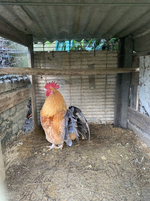 Garnizo  adulto muito lindo