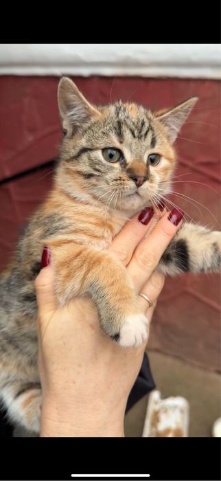 Кошенята в добрі руки