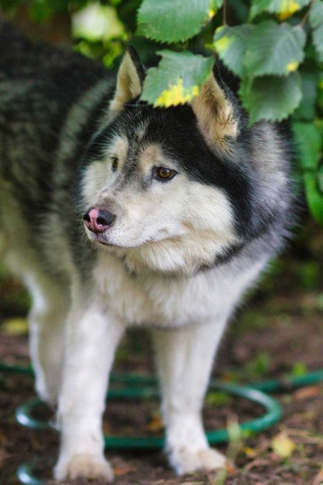 Piękny, dorosły, zrównoważony pies husky do adopcji