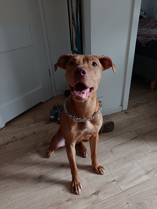 Suczka pitbull rednose