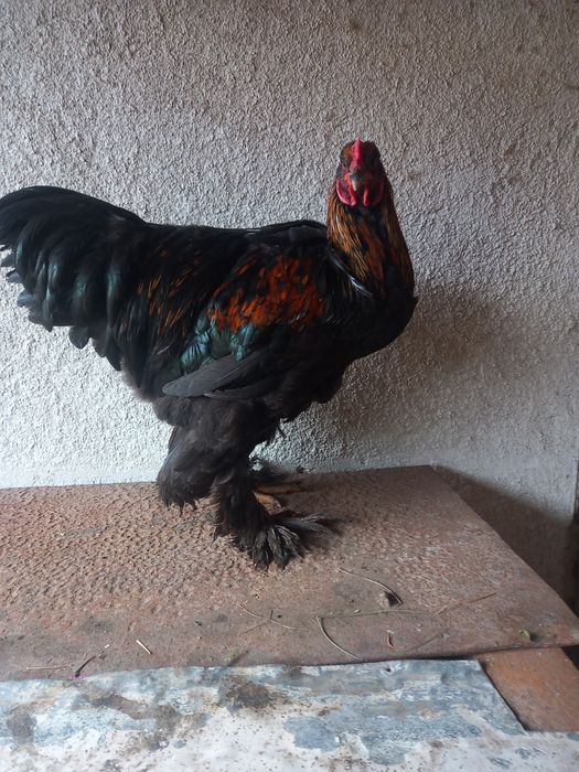 Продам  кугутів брама