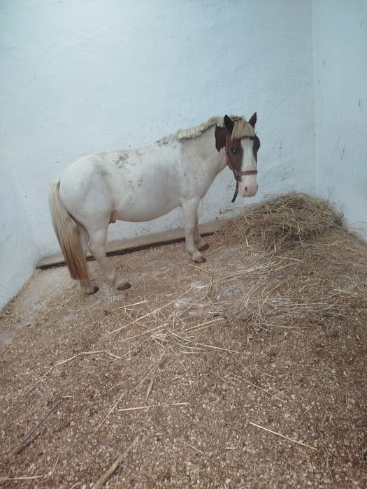 Cobrições de pônei