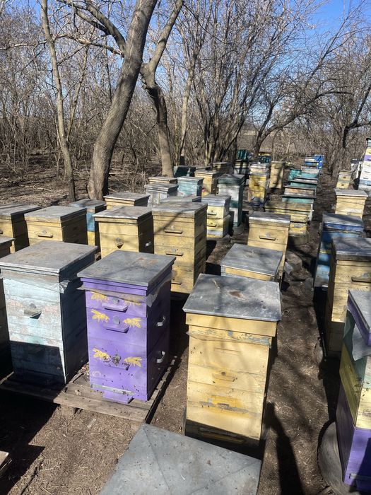 Продам пасеку улья прицеп