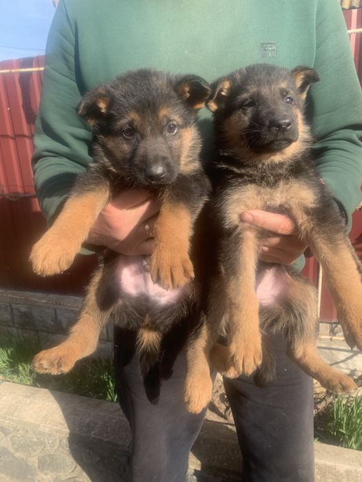 Продам цуценят Німецької вівчарки