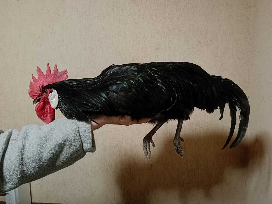 Koguty po 70zł i 100zł