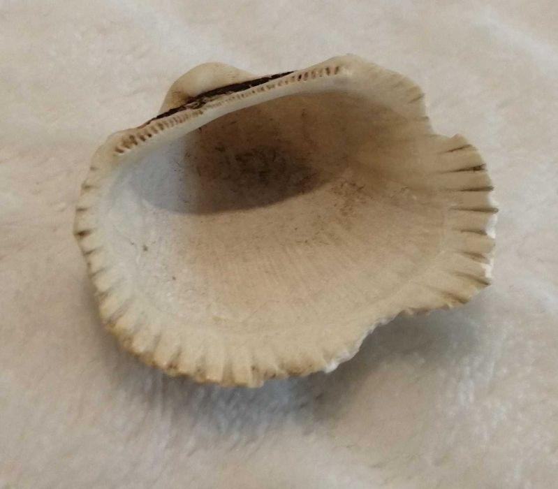 Muszla 3,2cm, 65 (Kreatywne)