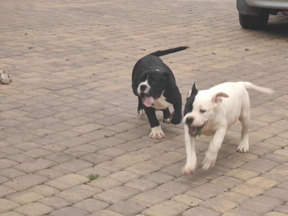 american bully szczenię z metryką