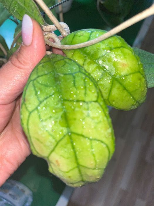 Hoya hoja Mount Rimau, Surigaoensis, 1018 zestaw