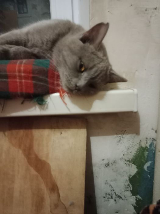 Котик британец кастрированный в добрые руки