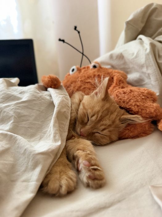 Кошеня котик кіт