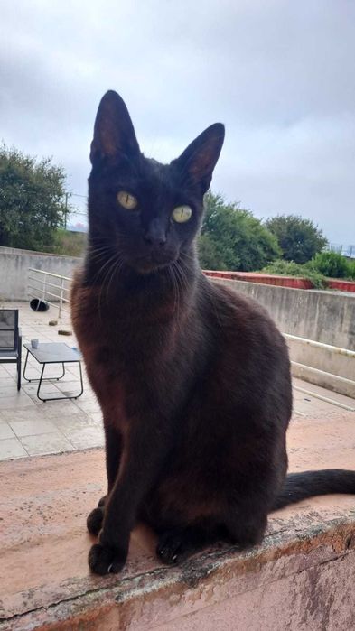 Gatos Adultos para Adopção