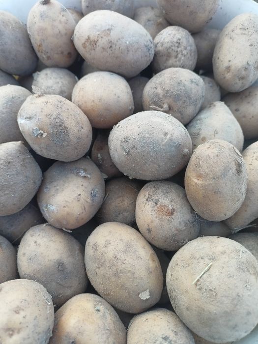 Ziemniaki TAJFUN kaliber 35-50