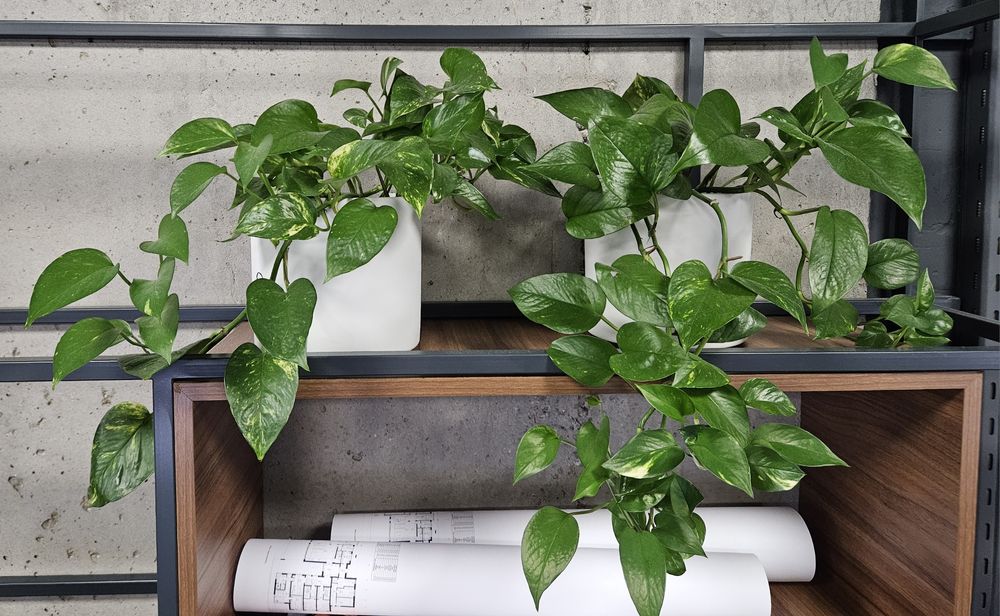 Фітодизайнер, спеціаліст по догляду за кімнатними рослинами