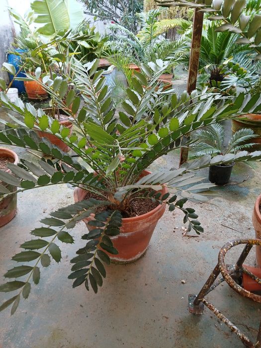 Várias Plantas Cycads