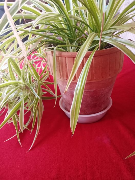 Trawka z dużą ilością sadzonek