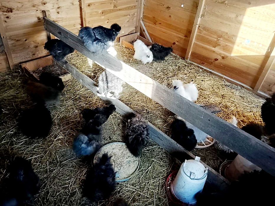 Sprzedam kogutki silki